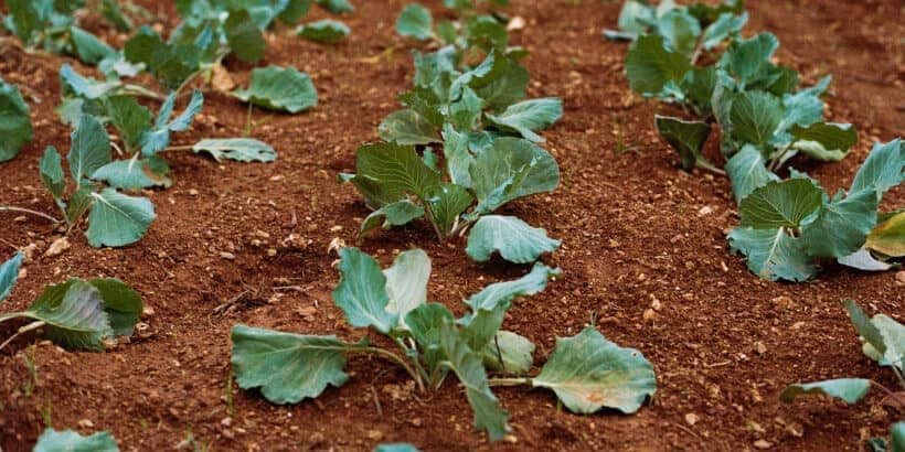 bannersnack-farm plants growing