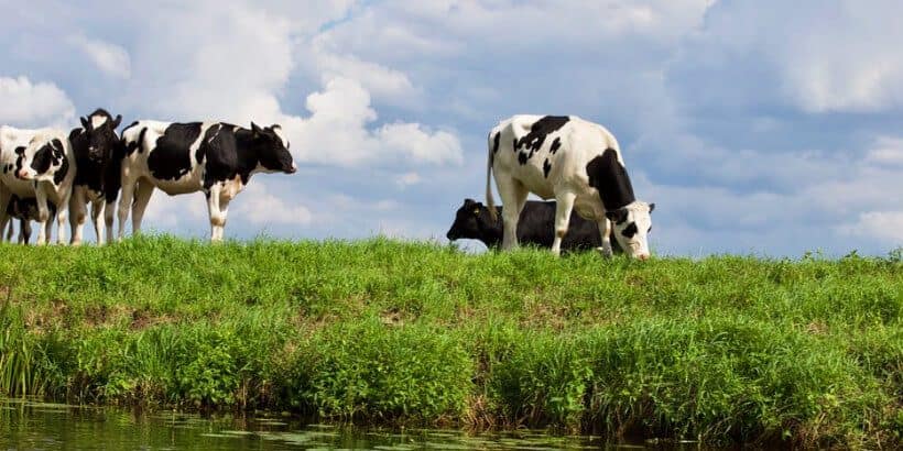bannersnack_cows_grainfree cows in a field