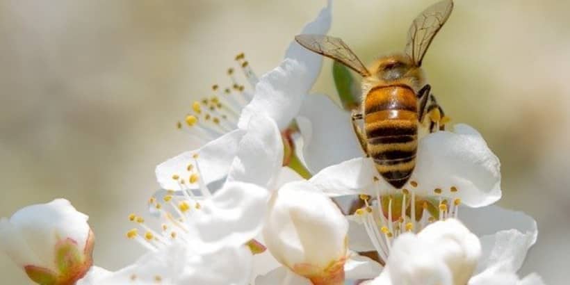 bee_Bannersnack-High-Quality bee_Bannersnack-High-Quality