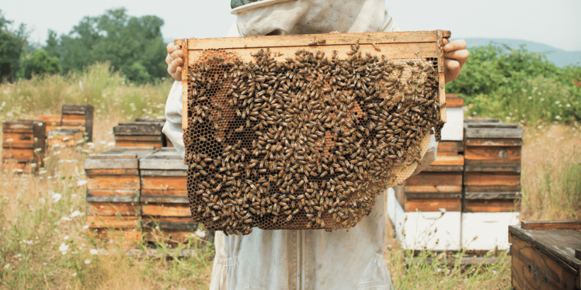 beekeeper_raisingresilientbees_book beekeeper_raisingresilientbees_book