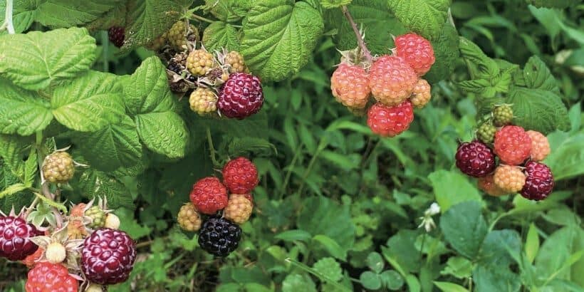 blackberries_coldhardy_book black raspberries