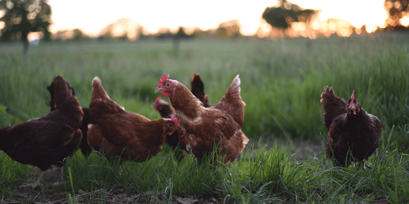 chickens_banner_canva demand for real meat - chickens