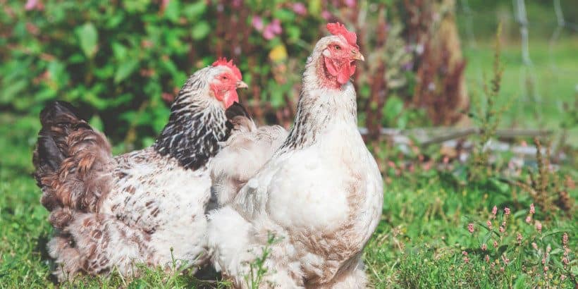 chickens_gaiasgarden_book chicken