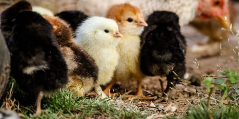 chicks_-Max-Quality chicks_-Max-Quality