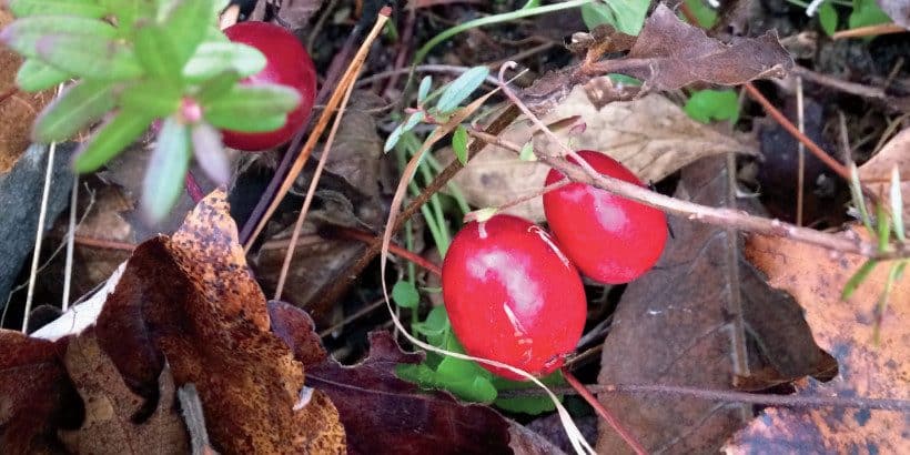 coldhardy_cranberry_bannersnack-High-Quality