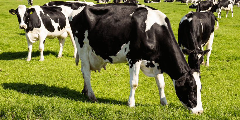 cows_grazing_banner_canva cows_grazing_banner_canva