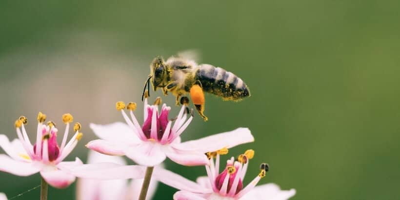 dancing with bees_bee banner_bannersnack honeybee on flower