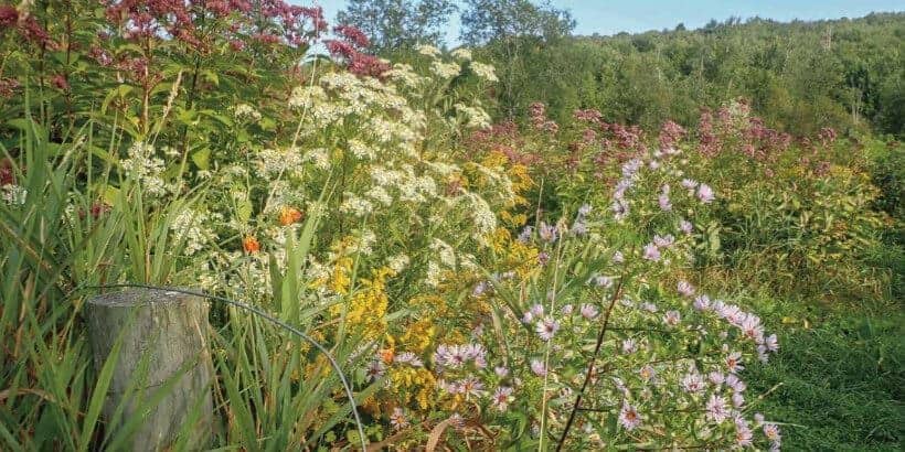 farming on the wild side_wild_from book goldenrod, joe-pye weed, and jewelweed