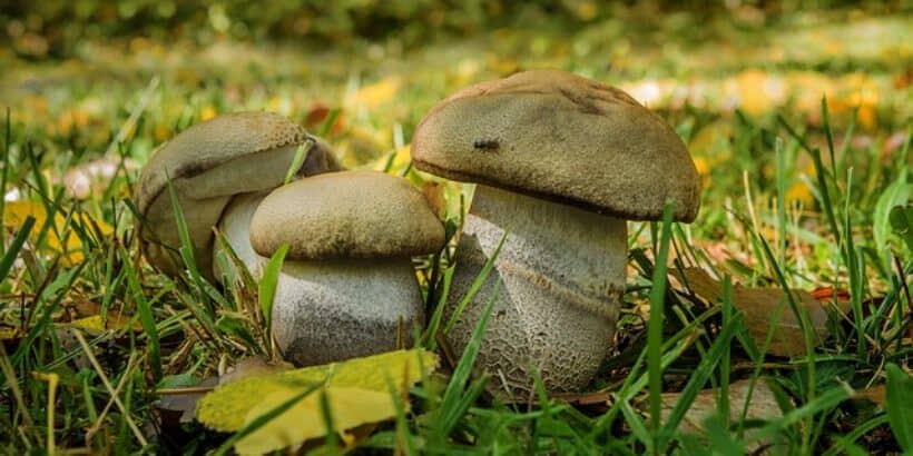 fungi banner mushrooms