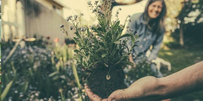 gardening_bannersnack gifts for gardeners