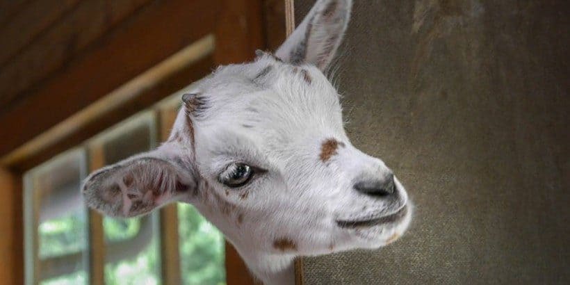 goat_banner_bannersnack goats