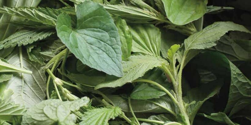 greens_banner_foragerchef_book wild greens