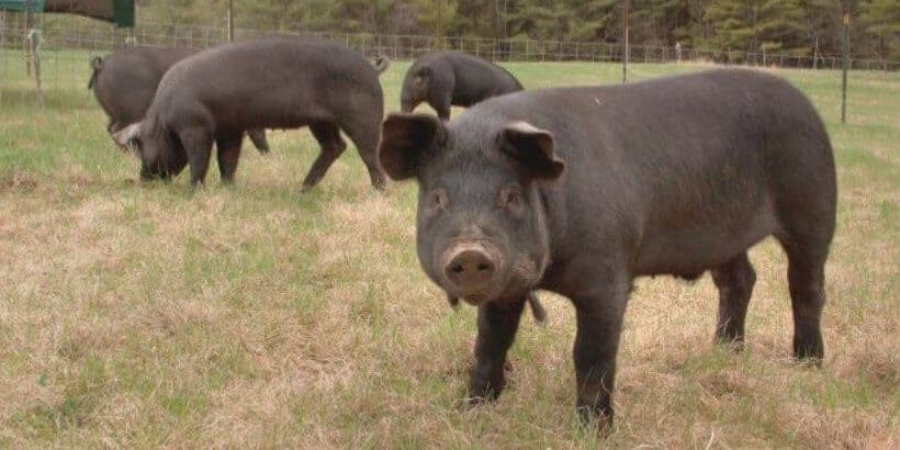 happy pigs_pigs_from book pigs