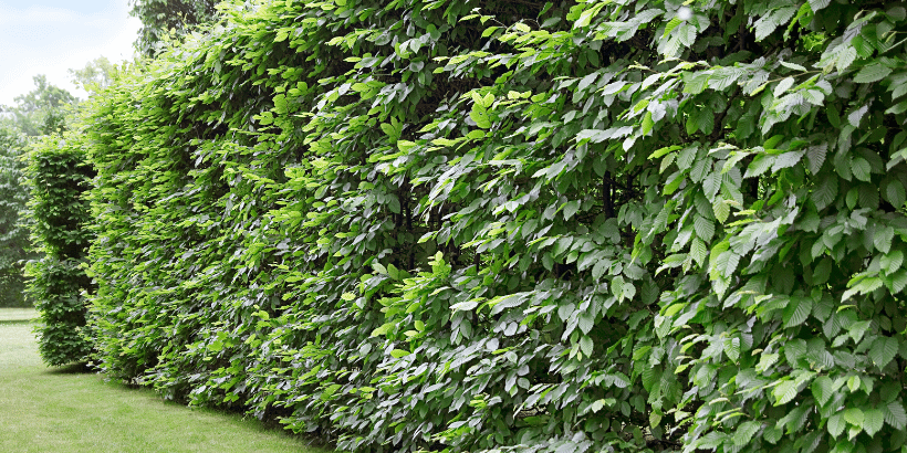 hedges_banner_canva hedges