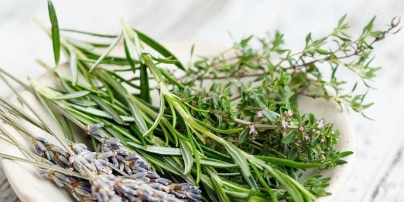 herbs_banner_bannersnack herbs_banner_bannersnack