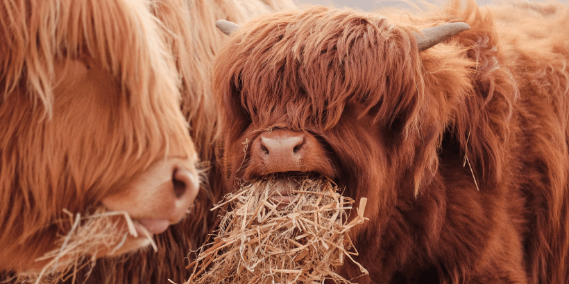 highlandcattle_banner_ourwildfarmiinglife_book highland cattle