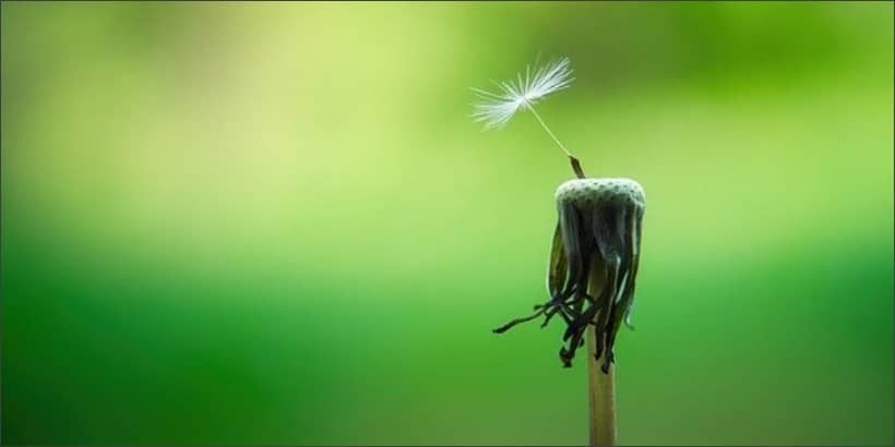hope_bannersnack-Max-Quality hope_bannersnack-Max-Quality
