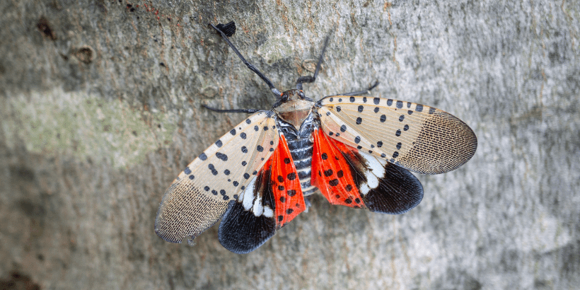 lanternfly_banner_canva lanternfly on tree
