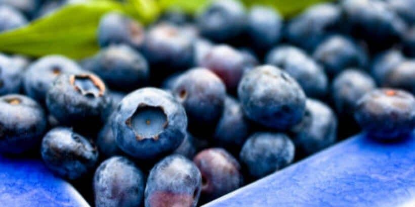 low_light_berries-panorama carton of blueberries