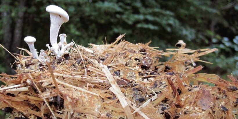 mushroombanner_organicmushroomfarming_book recycling mushrooms