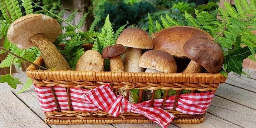 mushrooms_banner_bannersnack mushrooms_banner_bannersnack
