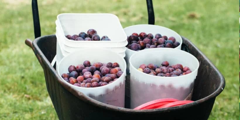 plums_banner_resilientgardener_bannersnack drying prune plums