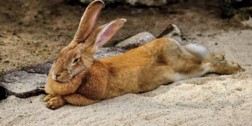 rabbit_rabbit wool_from book Flemish Giants