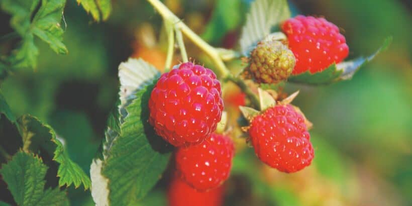 raspberries_banner_fruitforager_book raspberries