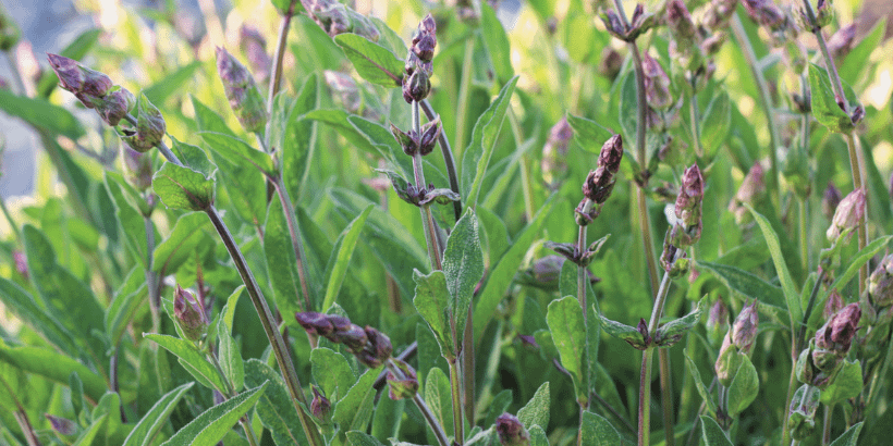 sage_flowerfarming_book sage_flowerfarming_book