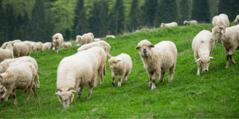 sheepgrazing_banner_canva herding