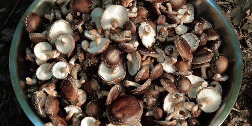 shiitake_banner_farmingthewoods_book shiitake mushroom