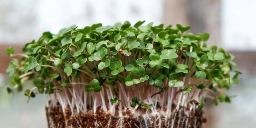 sprouts_yearroundsalad-High-Quality (2)