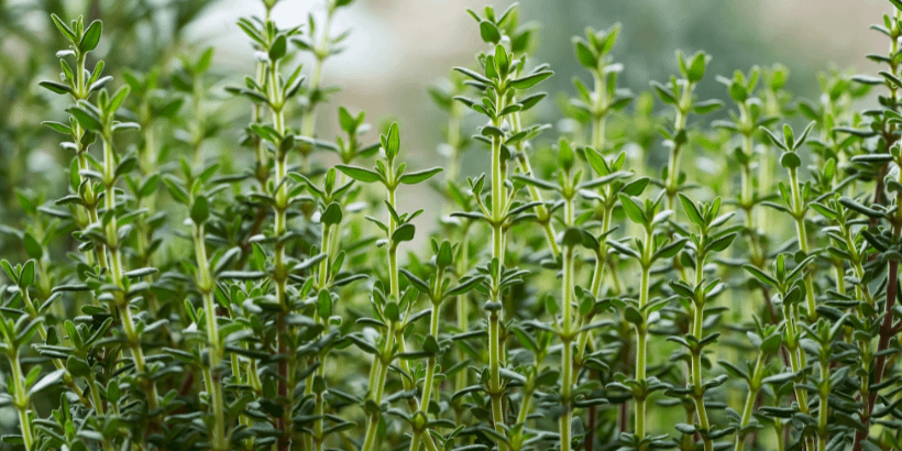 thyme_banner_canva thyme