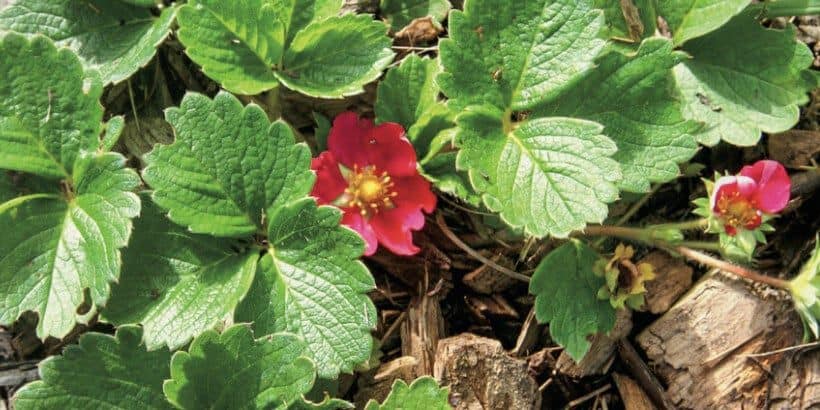 wildstrawberry_homescale_book garden strawberries