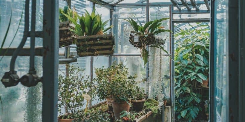 winterplants_banner_bannersnack protect plants