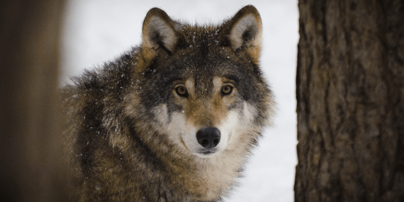 wolf_canva wolf