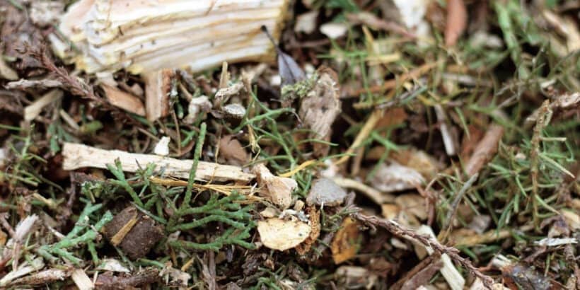 woodchip_banner_woodchiphandbook_book woodchip_banner_woodchiphandbook_book
