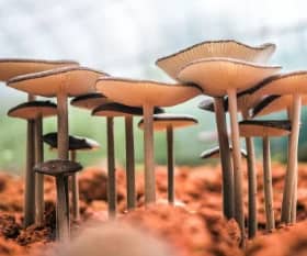 grow mushroom on woodchip