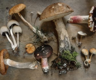 mycelium