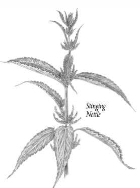 herbs