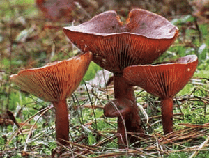 The Red Hot Milk Cap 