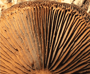  gills of Cortinarius armillatus