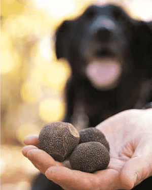 black truffle