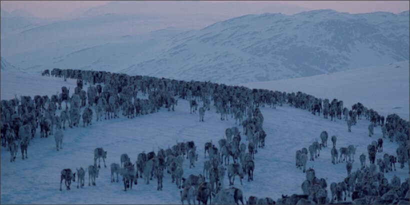 reindeer