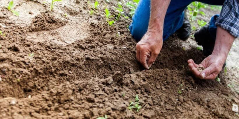 Bannersnack_ManPlanting_BreedYourOwnVegetables becoming a plant breeder