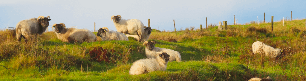 boreray sheep