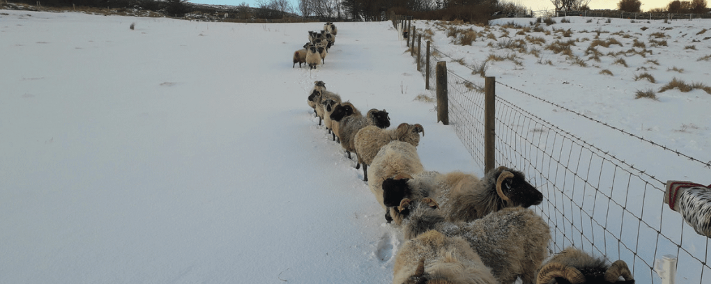 boreray sheep