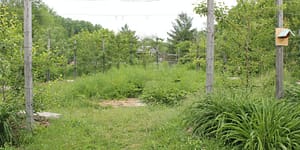 food forest