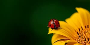 ladybug