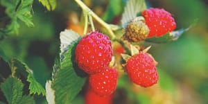 raspberries